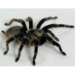 НАЗЕМНЫЕ ПАУКИ