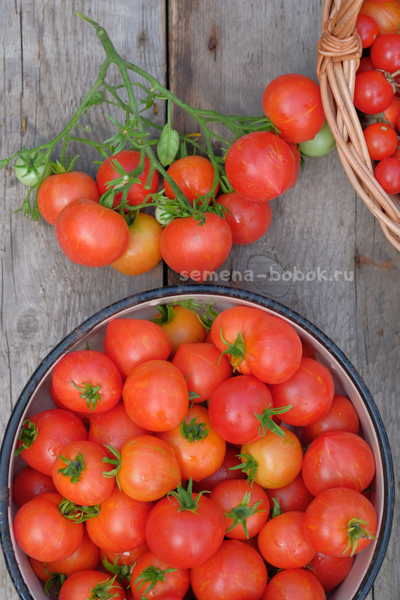 Томат Dwarf  Gandolf (Гендольф), 10 шт