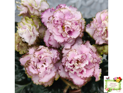 БР-Кудряшка (С. и Н. Буркацкие) 2021 г.