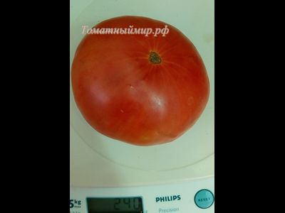 Томат Розовая магия (Болгария)