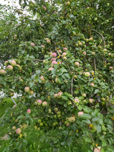 Сок яблочный 100% свежевыжатый | ферма СытникЪ