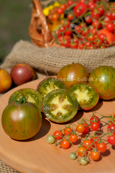 Томат Dwarf Rebel Starfighter Penny Lane (Гном Восставший Звездный Истребитель Пенни Лейн), 10 шт