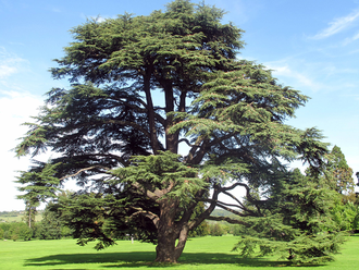 Кедр атласский (Cedrus atlantica) (5 мл) - 100% натуральное эфирное масло