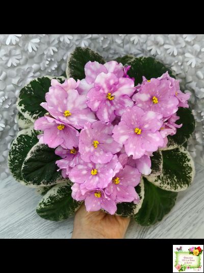 Rivermist Beguiling (J. Baker) (10971) 04/13/2018