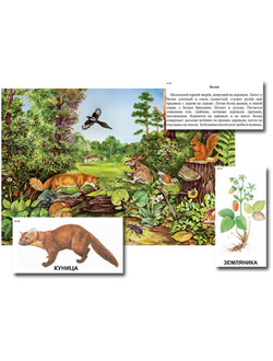 Магнитный плакат-аппликация "Лес: биоразнообразие и взаимосвязи в сообществе"
