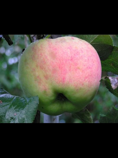 Персиянка (яблоня)