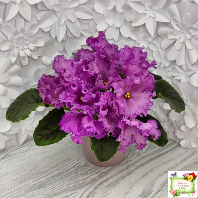 НК-Императорский Сад (Н.Козак) 2019 г. (лонг листва)