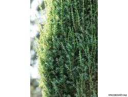 Можжевельник обыкновенный Суецика