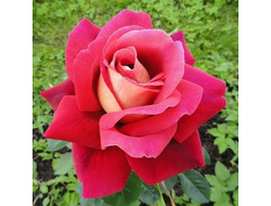 Роза Кроненбург (Kronenbourg) ОКС, Россия