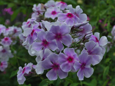 "Лист флокса " Силиконовый молд (вайнер)