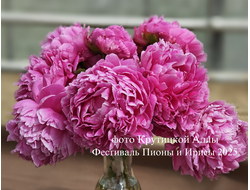 Пион Gladys Teylor (Глэдис Тейлор)