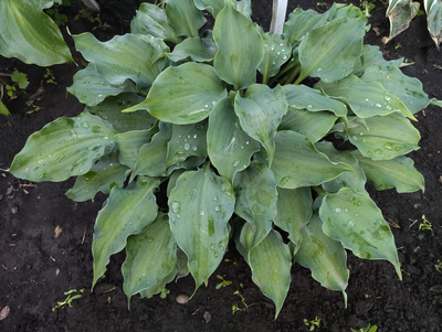 Хоста Frisian Waving Steel