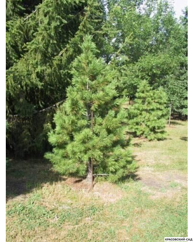 Кедр Сибирский - Pinus Sibirica