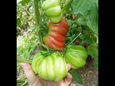 Томат Тлаколула де Матаморос