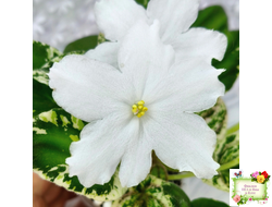 LV-Сбежавшая Невеста (Л. Шевелева) 2025 г. трейлер (клакамас пестролистный)