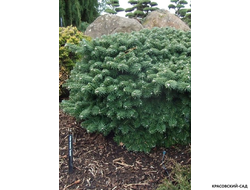 Пихта корейская Тундра - фото в саду - красовский-сад.рф