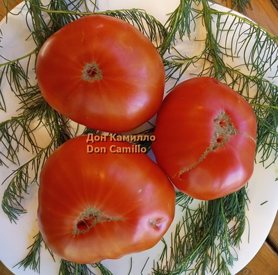 Томат Дон Камилло (Don Camillo)