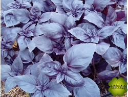 БАЗИЛИК (ЗЕЛЕНЫЙ И ФИОЛЕТОВЫЙ)