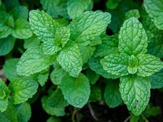 Мята перечная (Mentha piperita) Иран, 5 мл - 100% натуральное эфирное масло