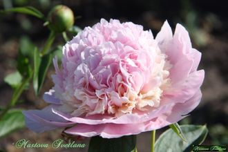 Paeonia Angel cheeks