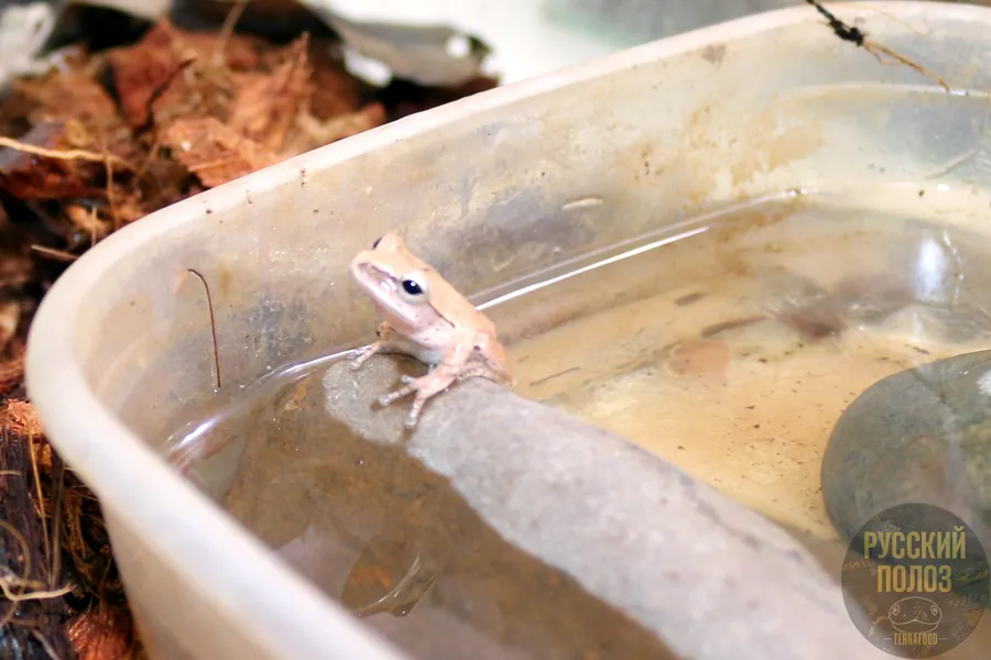 Большеголовый веслоног, Polypedates megacephalus