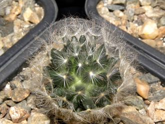 Mammillaria aureilanata - 5 семян