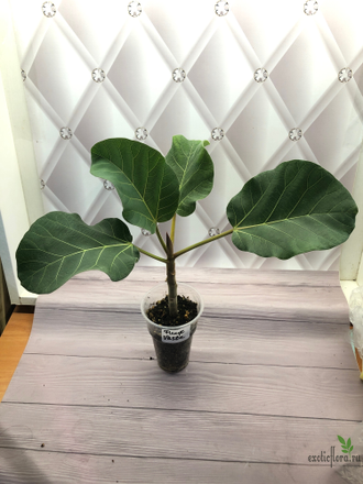 Ficus Vasta / фикус Васта
