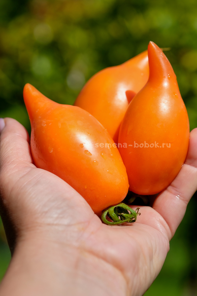 Томат Orange Walk (Оранжевая Прогулка), 10 шт