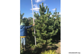 Сосна крымская черная -фото с линейкой в ясный день - красовский-сад.рф