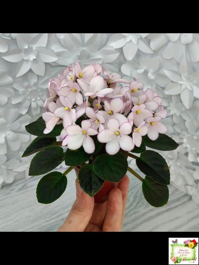 Н-Дюймовочка (Н. Бердникова)