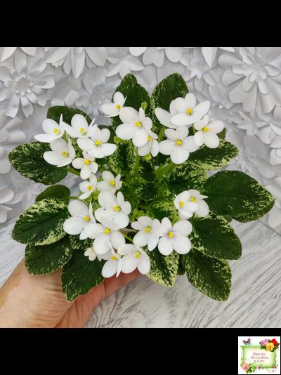 Alan’s Fallen Angel (A.Murphy) трейлер