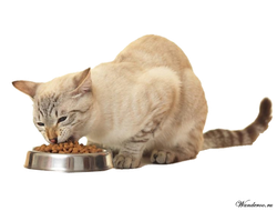 Cухие корма для кошек