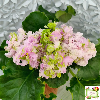 ЛЕ-Денди (Е. Лебецкая) 2011 г.