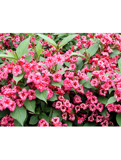 Вейгела Bristol Ruby