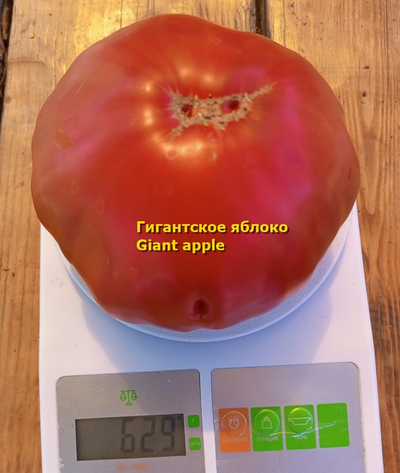 Томат Гигантское яблоко (Giant Apple, Сербия)