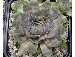 Sempervivum 'NOIR' - розетка