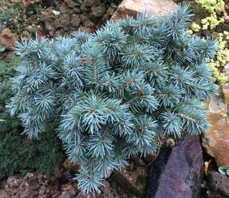 Ель колючая Мекки (Picea pungens Mecky) 0,5 л