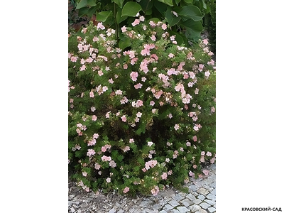 Лапчатка кустарниковая Пинк Виспер