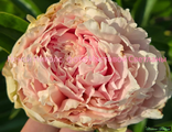 Paeonia Nancy Nicholls
