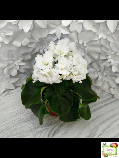 ML-Облако в Горах (Miniviolets Lux) 2022 г. (лист посажен 25.01.26)