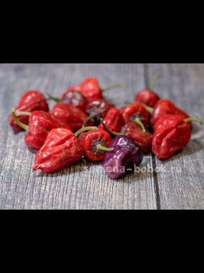 Перец острый Purple UFO, 10 шт