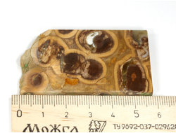 Риолит, яшма, срез полированный, Россия (58*34*5 мм, 24 г) №29777