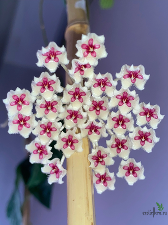 Hoya phuwuaensis (Sp. Phu Wa)