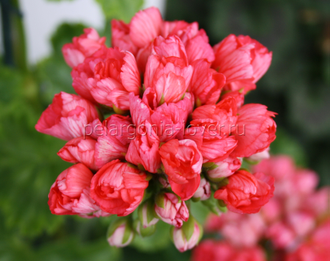 Fringed Patricia Andrea - пеларгония тюльпановидная - описание сорта, фото - купить черенки