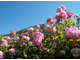 Роза крымская (Rosa gallica) абсолю, Крым (1 г)