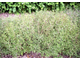 Чабер садовый (Satureja hortensis) - 100% натуральное эфирное масло