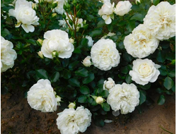 Роза почвопокровная White Meidiland (Blanc Meillandecor, MEIcoublan, Super Swany, White Meilland), C5
