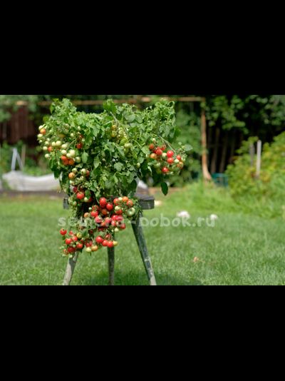 Томат ампельный Garden Pearl (Садовая Жемчужина), 10 шт