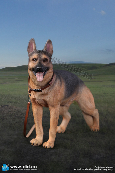 Немецкая овчарка - Коллекционная ФИГУРКА 1/6 scale German Shepherd (AS003) - DID