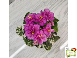 ЛЕ-Прага (Е.Лебецкая) 2017 г. (пестролистный гёрл-лист)